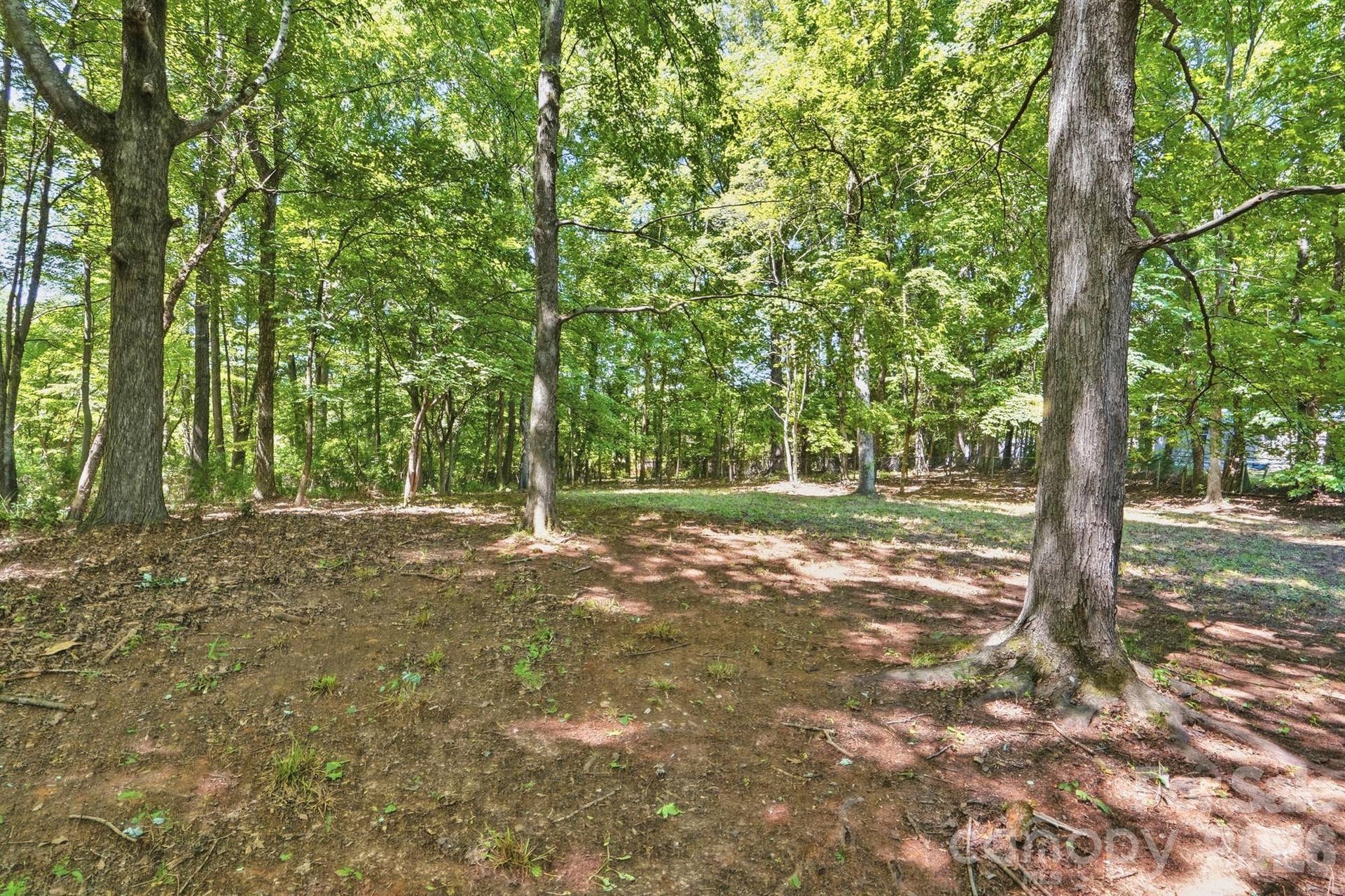 Wooded Backyard