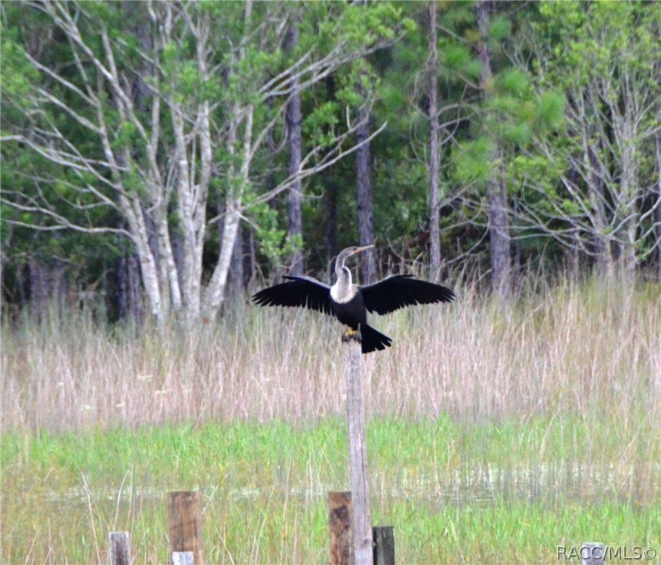 2430 S Wakulla Point, Homosassa, FL 34448 2430 S Wakulla Point, Homosassa, FL 34448