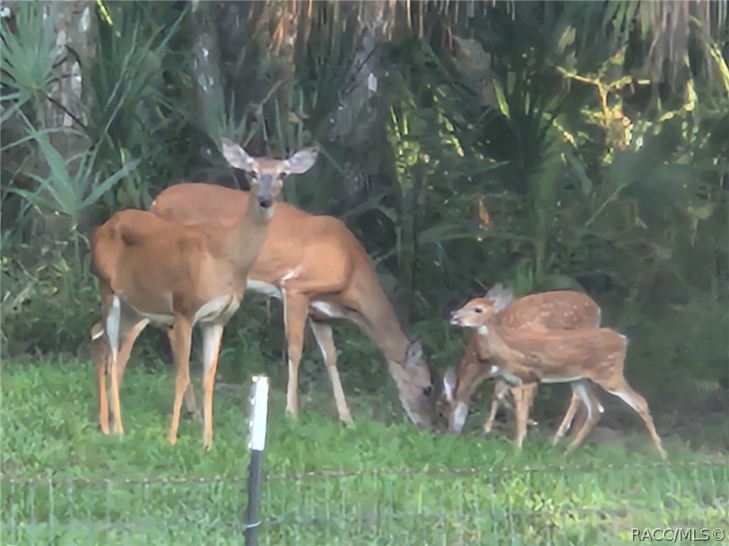 462 S Dew Plant Point, Crystal River, FL 34429 462 S Dew Plant Point, Crystal River, FL 34429