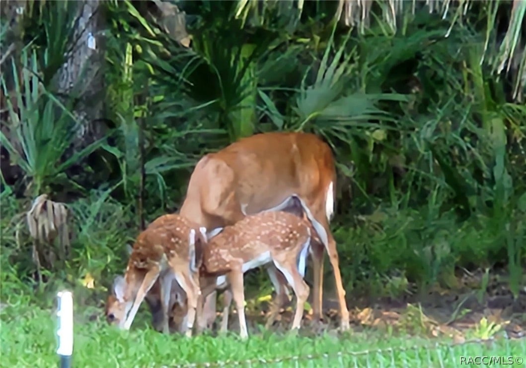 462 S Dew Plant Point, Crystal River, FL 34429 462 S Dew Plant Point, Crystal River, FL 34429