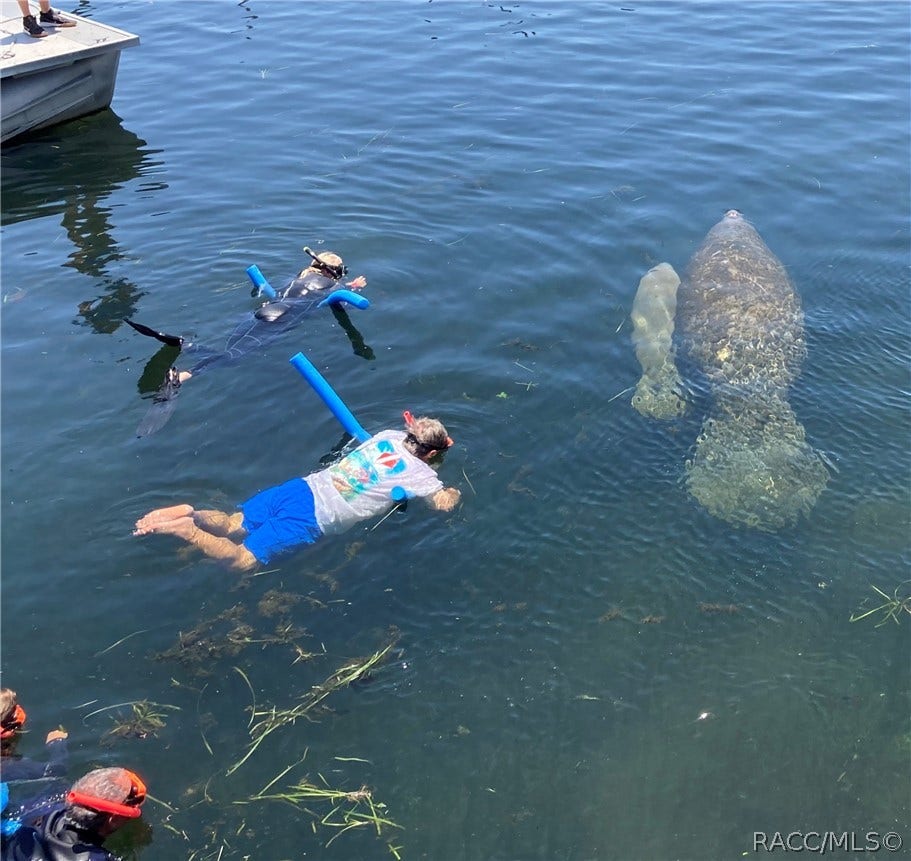 Experience of a Lifetime!! Swimming w/the Manatee!!