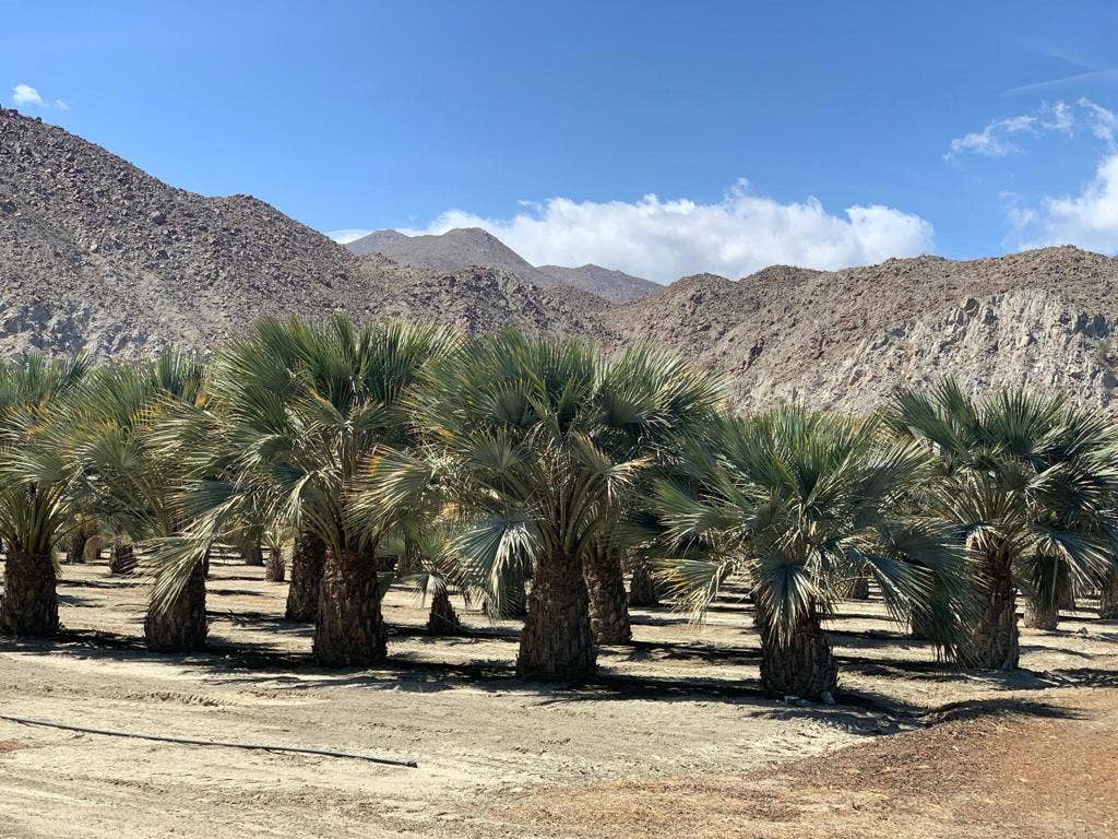 82501 65th Avenue, Thermal, CA 92274 Ground Photo