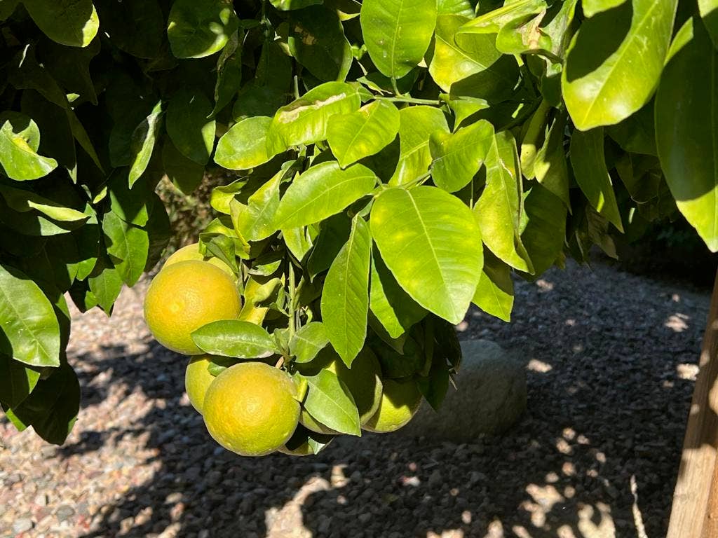 41530 Calle Pueblo, Indio, CA 92203 43. Grapefruit
