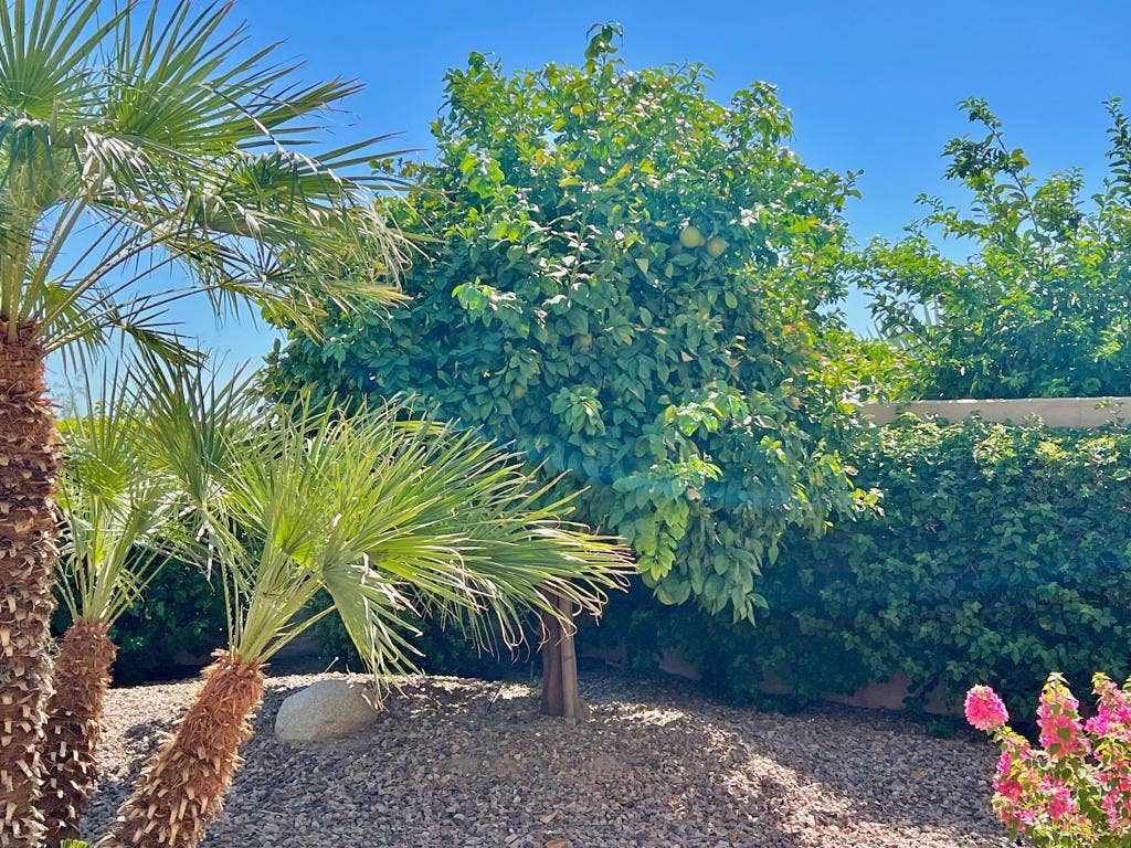 41530 Calle Pueblo, Indio, CA 92203 42. Grapefruit Tree