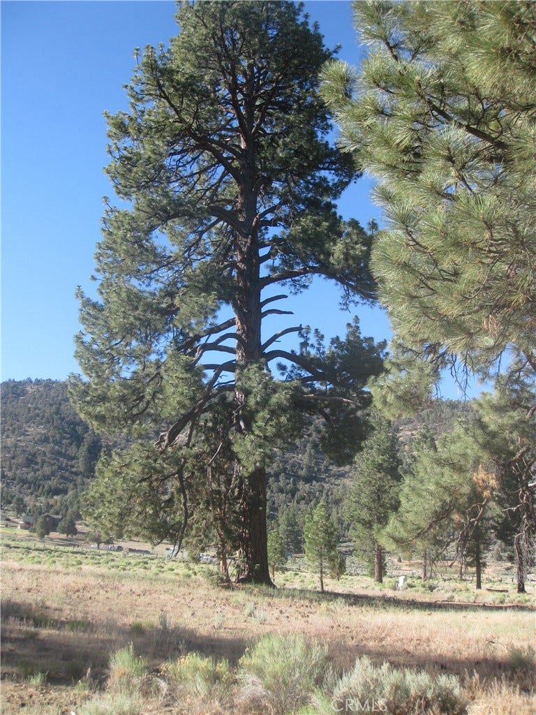 Property photo for 2824 Erwin Ranch Road, Big Bear City, CA