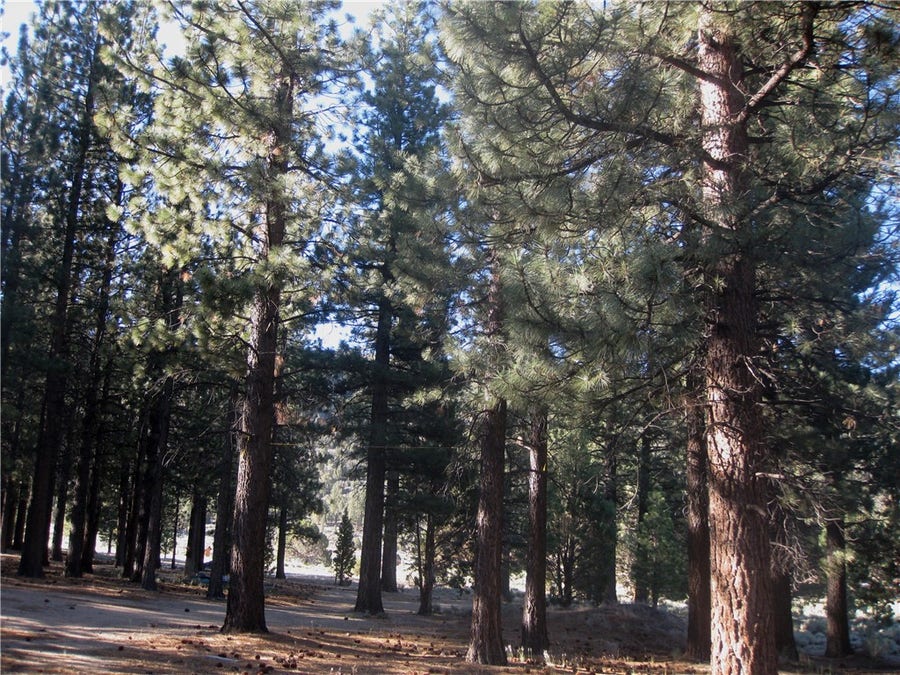 Property photo for 2818 Erwin Ranch Rd, Big Bear City, CA