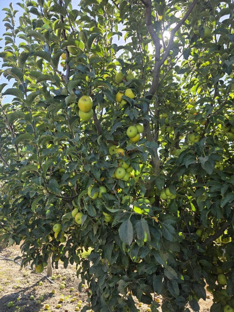 Property photo for 0 Olympia Avenue, San Juan Bautista, CA
