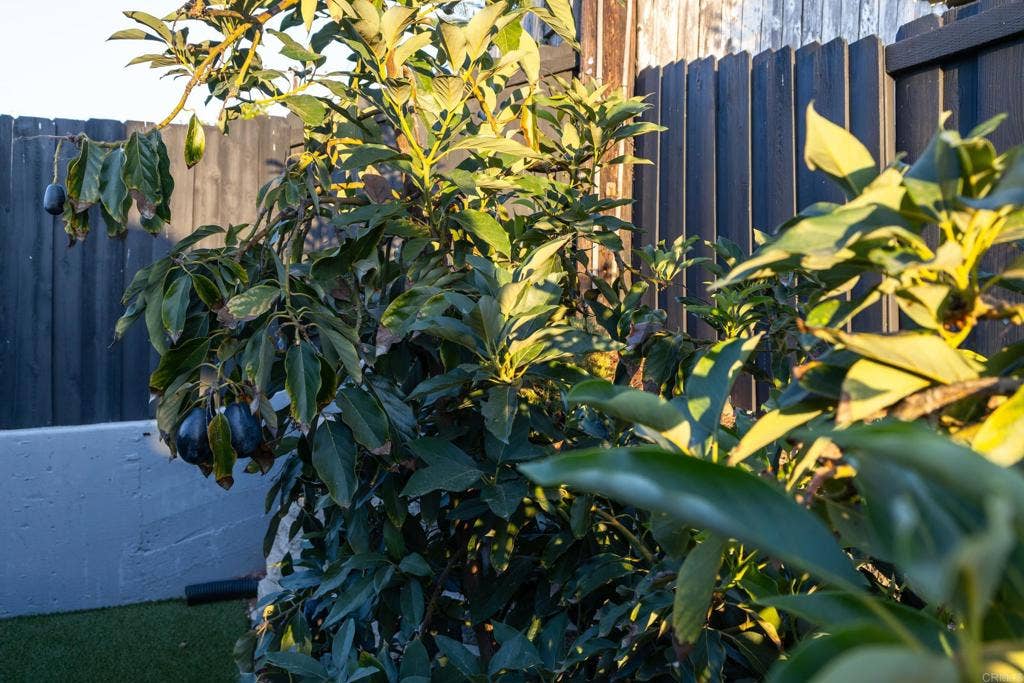 4975 Greenbrier Avenue, San Diego, CA 92120 Avocado tree