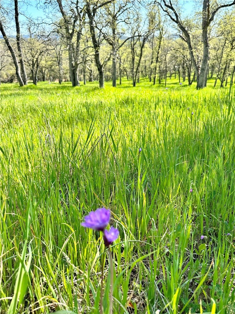 Property photo for 18461 Old Wards Ferry Road, Sonora, CA