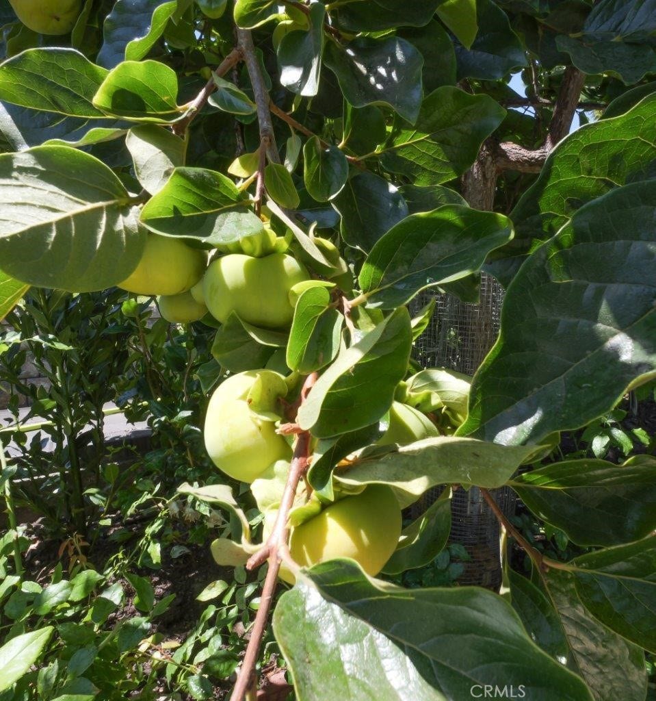 Fruit Trees