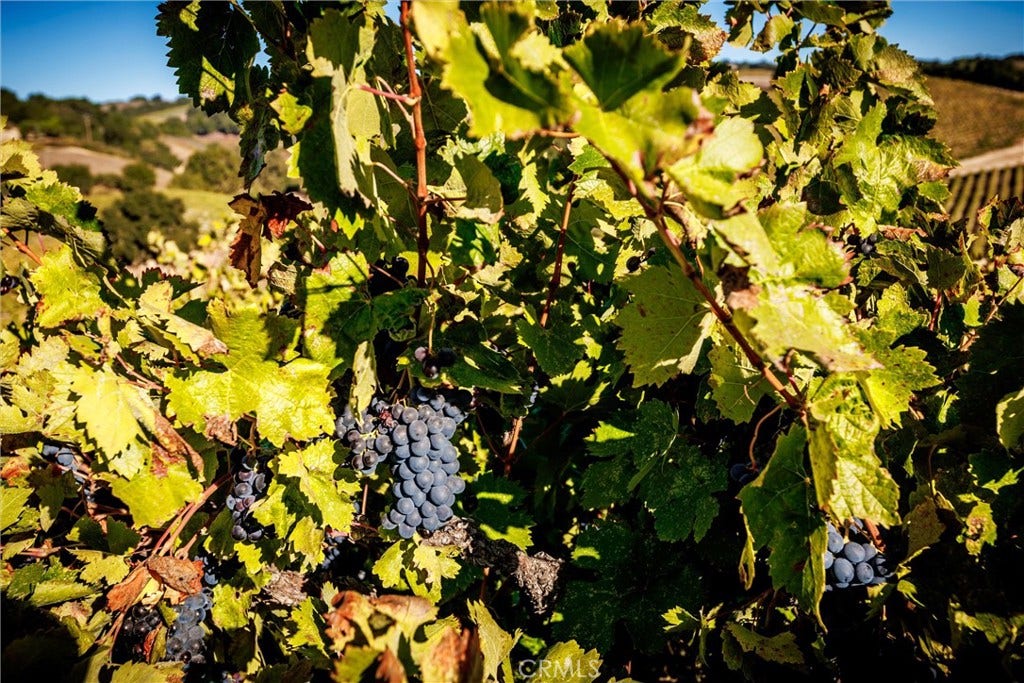 Grapes on the vine