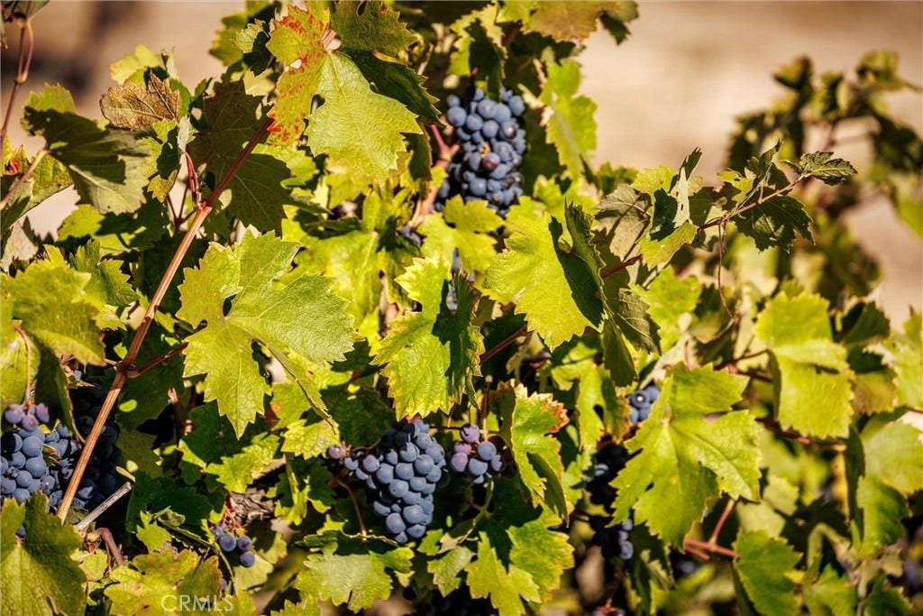 Grapes on the vine