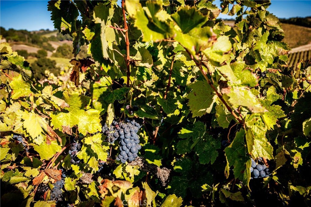 Grapes on the Vine