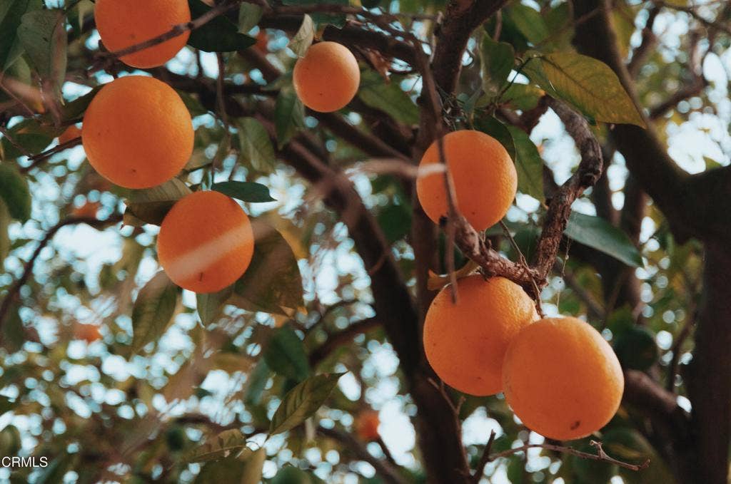 205 S Lomita Avenue, Ojai, CA 93023 AcaciaMansion-68_VSCO