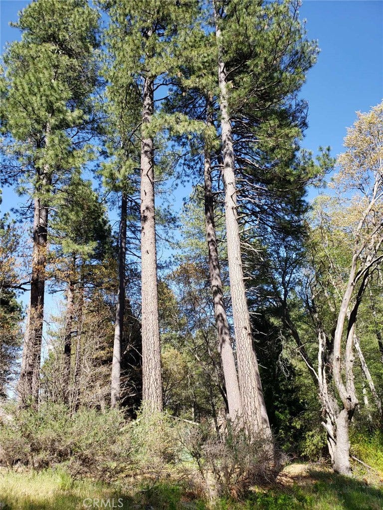 Property photo for 29531 Little Bear Creek Road, Cedar Glen, CA