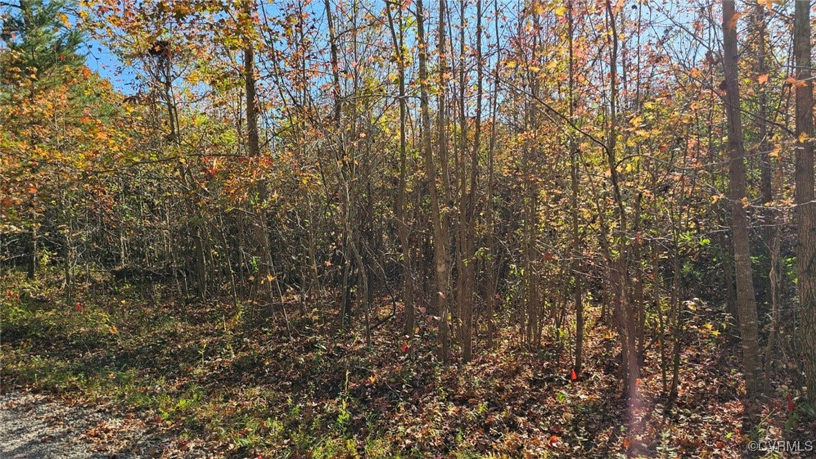 View of local wilderness