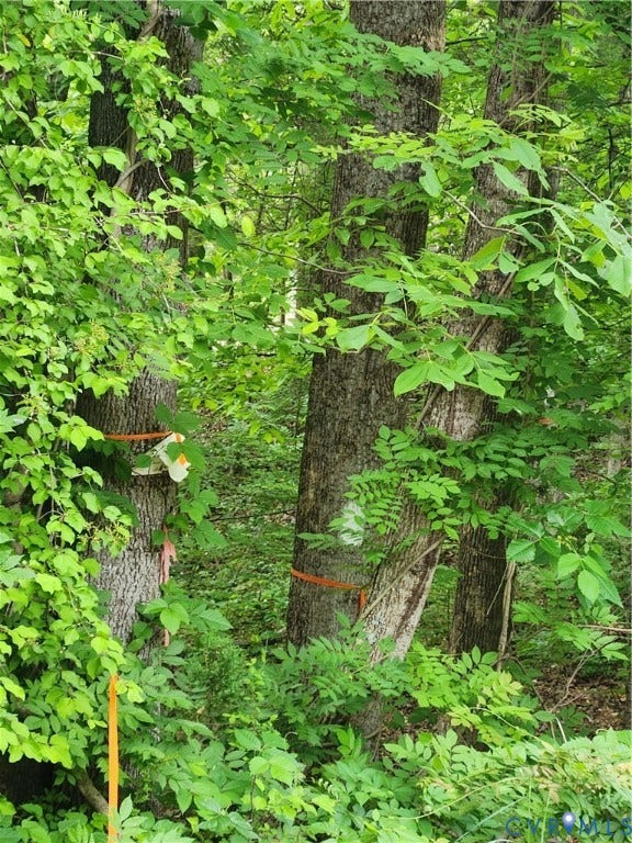 The property lines are well marked with white paint & orange ribbon.