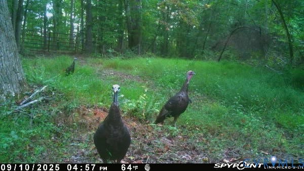 0 Davis Mill Road, Byrd District, Goochland, VA 23063 Trail camera