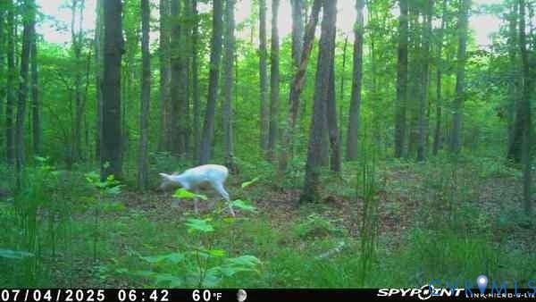 0 Davis Mill Road, Byrd District, Goochland, VA 23063 Trail camera