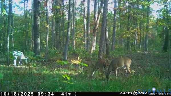 0 Davis Mill Road, Byrd District, Goochland, VA 23063 Trail camera