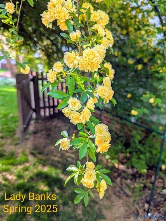 705 Lakewater Drive, Henrico, VA 23229 Close-up of the lovely Lady Banks Roses! Stunning!