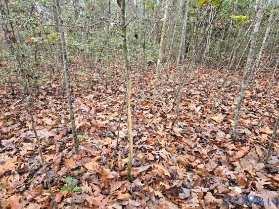 Wooded landscape featuring dense, natural foliage and a ground covering of fallen leaves