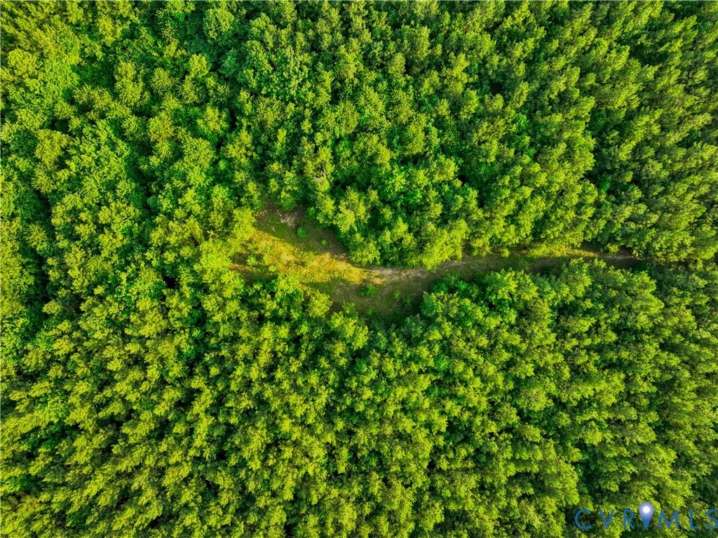 Expansive tree canopy surrounding a natural path