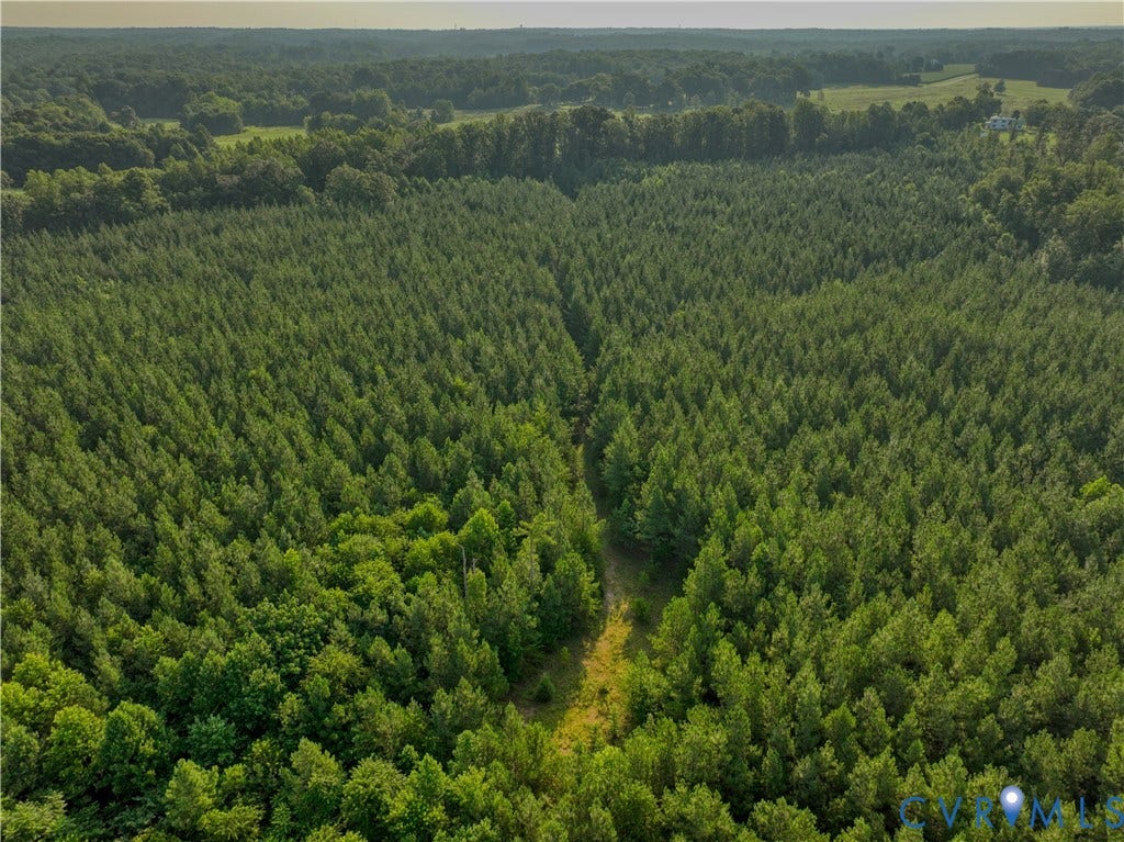 Expansive tree canopy across a verdant landscape