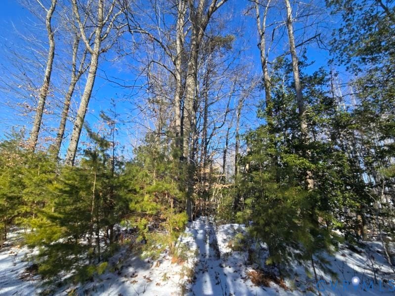 Wooded landscape featuring mature deciduous trees and evergreen foliage
