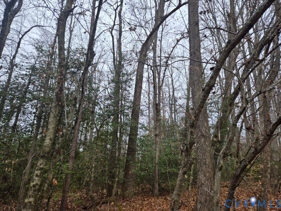 Wooded lot featuring mature deciduous trees and evergreen undergrowth
