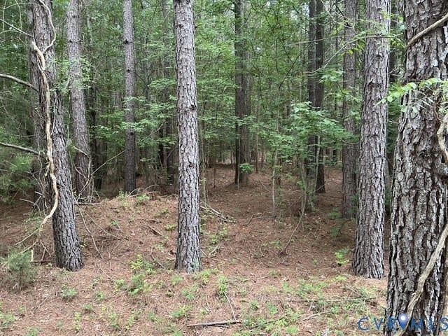 Mature wooded lot featuring numerous tall trees, natural ground cover, and varied topography