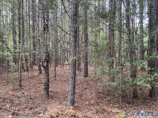 Wooded expanse featuring mature pine trees