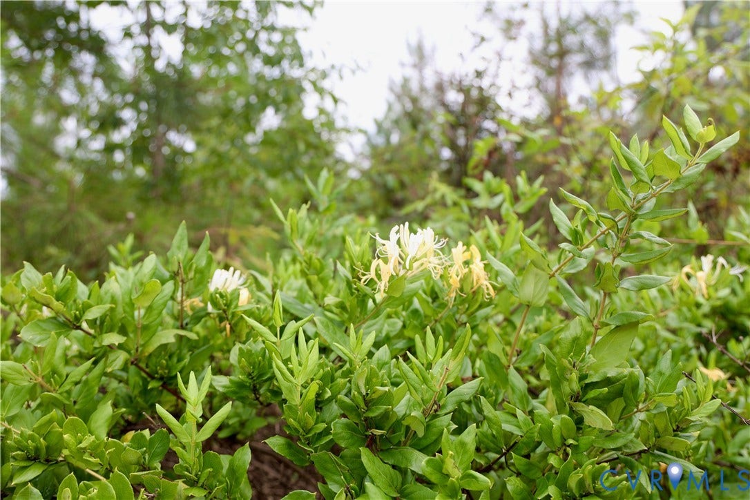 0 Moorefield Road, Mineral, Mineral, VA 23117 Honeysuckle is just one of the forage plants available throughout this property.