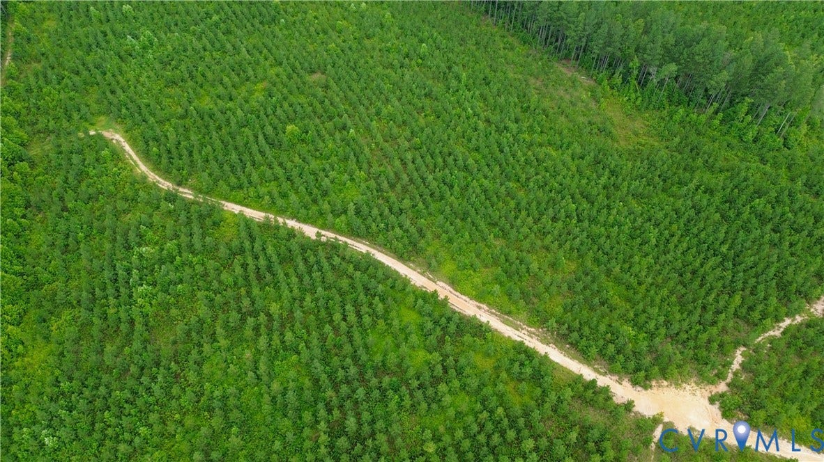 0 Moorefield Road, Mineral, Mineral, VA 23117 Expansive wooded acreage featuring dense evergreen trees and a winding dirt path