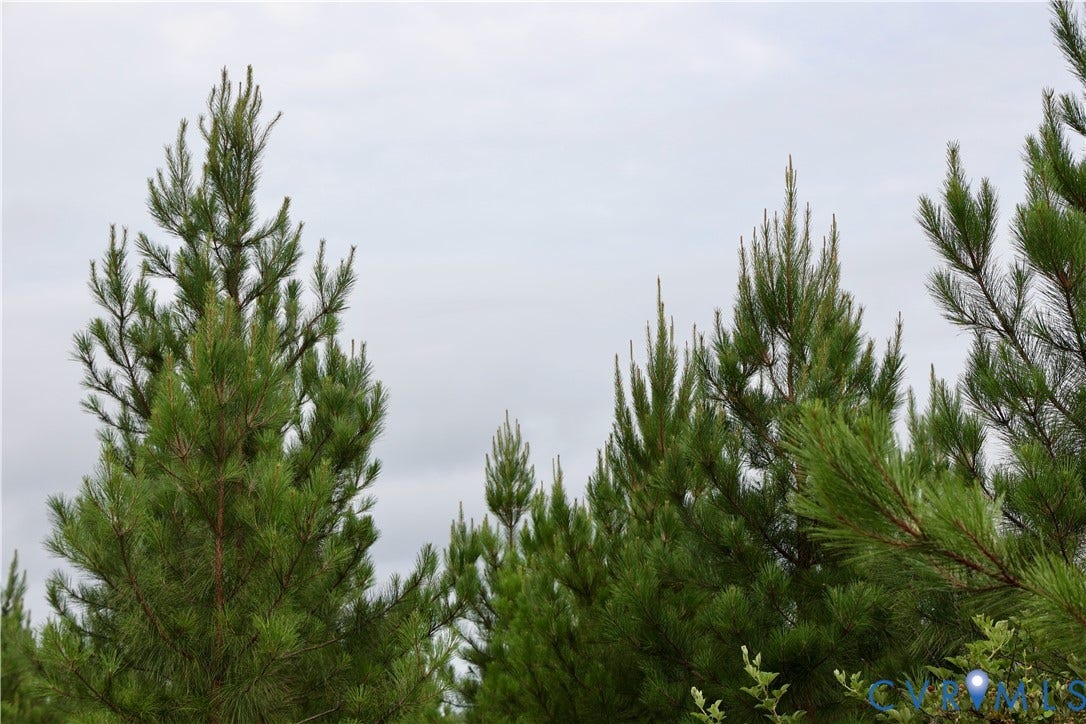 0 Moorefield Road, Mineral, Mineral, VA 23117 Planted pines are well stocked across more than 220 acres of this property.
