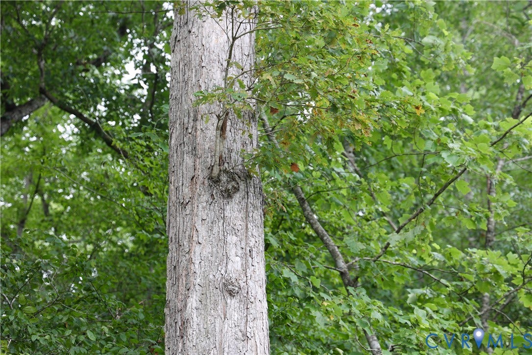 0 Moorefield Road, Mineral, Mineral, VA 23117 Just one example of the mature oaks throughout the 35 acre hardwood stand.