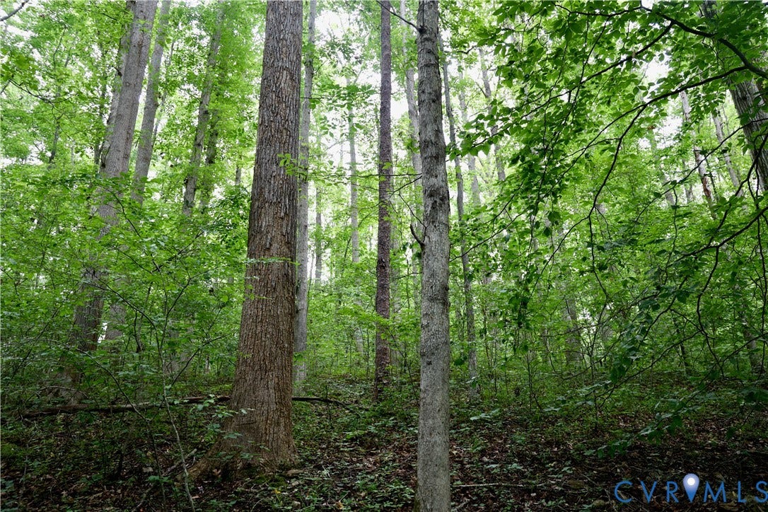 0 Moorefield Road, Mineral, Mineral, VA 23117 The hardwoods are diverse with Poplar, Oak, Hickory, & more.