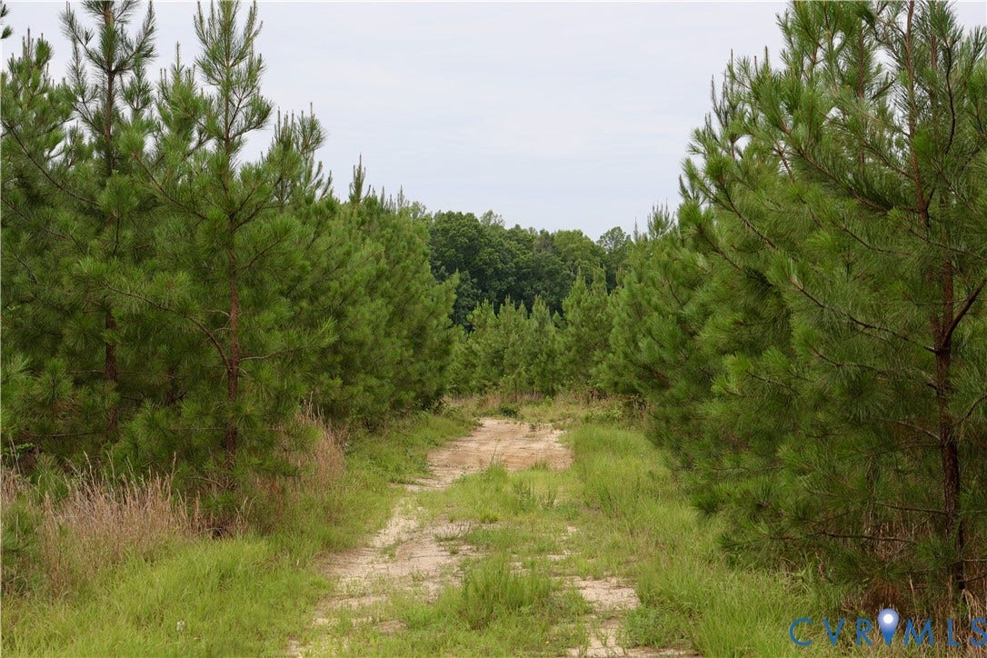 0 Moorefield Road, Mineral, Mineral, VA 23117 Natural wooded property featuring a central dirt path, mature pine trees, and varied ground foliage