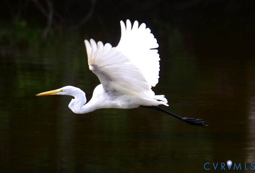 Wildlife abounds!