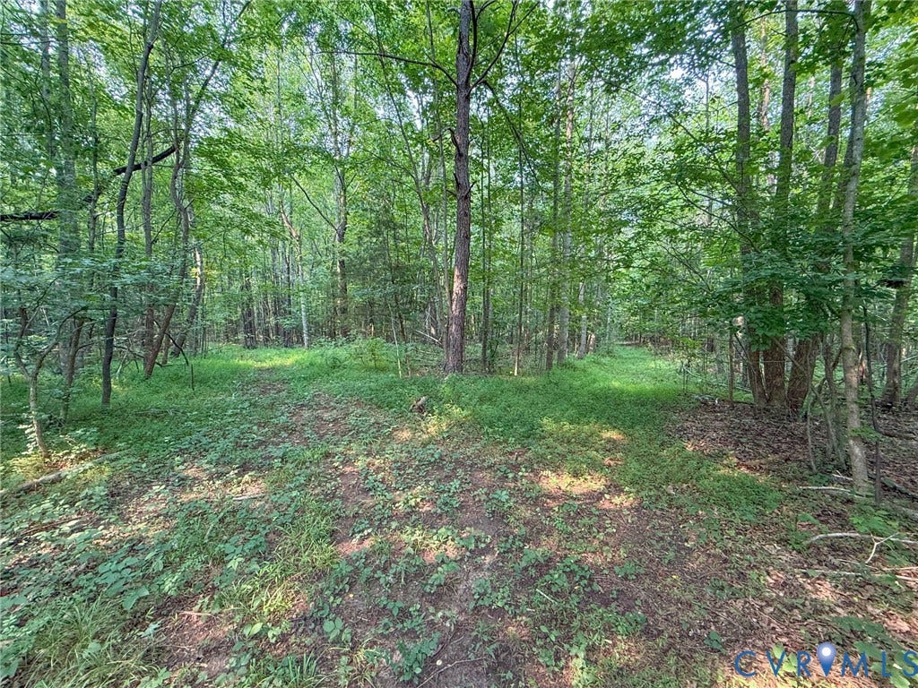 6688 Old Buckingham Road, Powhatan, VA 23139 Wooded property with mature trees and dense foliage, featuring a clearing with natural ground cover