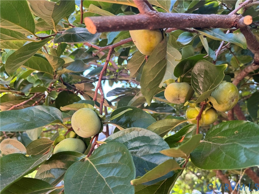 4924 Sadler Glen Ct, Sadler Glen, Glen Allen, VA 23060 Mature fruit-bearing tree with abundant foliage