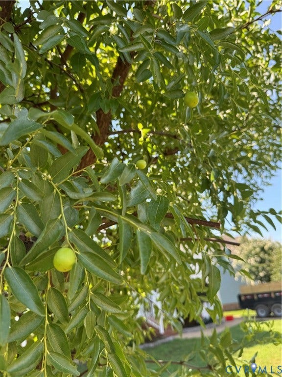 4924 Sadler Glen Ct, Sadler Glen, Glen Allen, VA 23060 Mature tree with dense green foliage and developing fruit