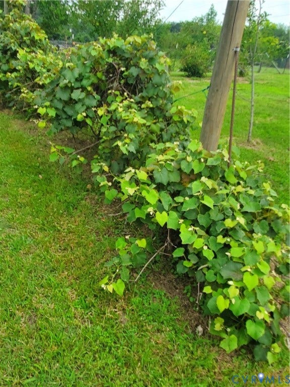 grape vine