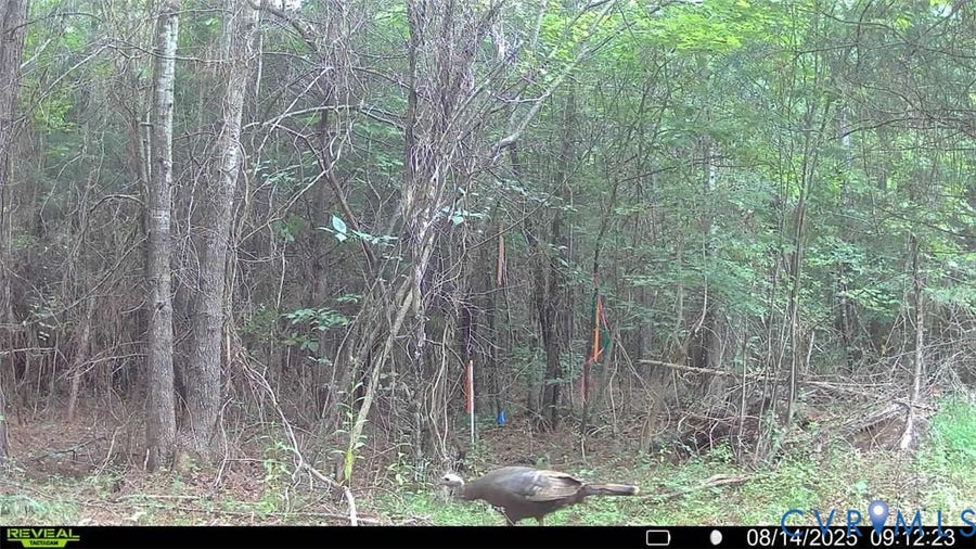 Property photo for n/a Doswell Town rd, Lunenburg, VA