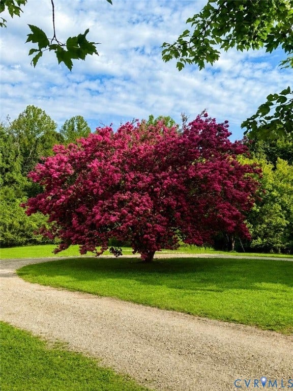 3075 Judes Ferry Road, Eastern Powhatan, Powhatan, VA 23139 Stunning established Crepe Myrtle in full bloom