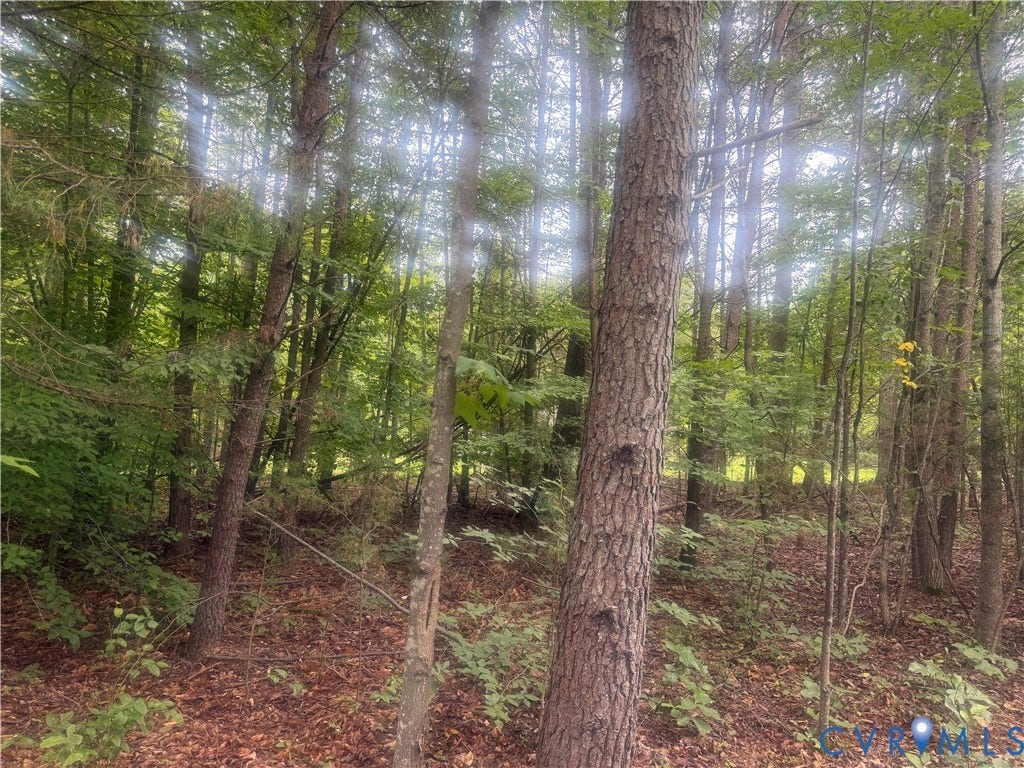 652 Mallorys Ford Road, Cool Springs, Louisa, VA 23093 Mature woodland setting featuring a variety of deciduous and coniferous trees, natural ground cover, and dappled sunlight filtering through the canopy