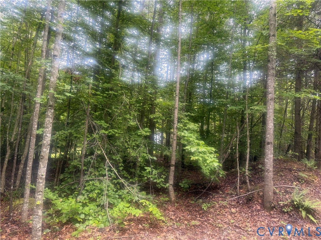 652 Mallorys Ford Road, Cool Springs, Louisa, VA 23093 Wooded parcel featuring mature deciduous trees and a natural ground cover of leaves and foliage