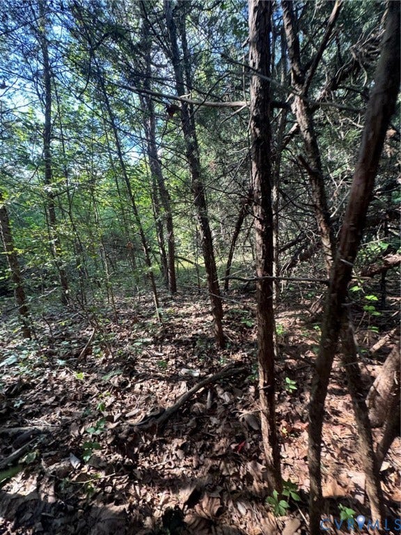 Wooded terrain with dense tree coverage and natural ground cover