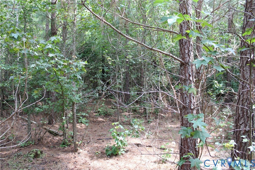 TBD2 Olivet Church Road, New Kent, New Kent, VA 23124 Interior woods