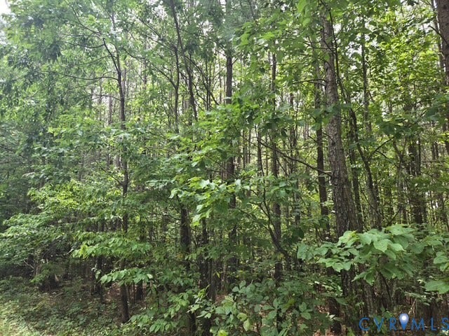 000 Miller Camp Road, Buckingham, VA 23921 Wooded lot with mature deciduous trees and varied undergrowth